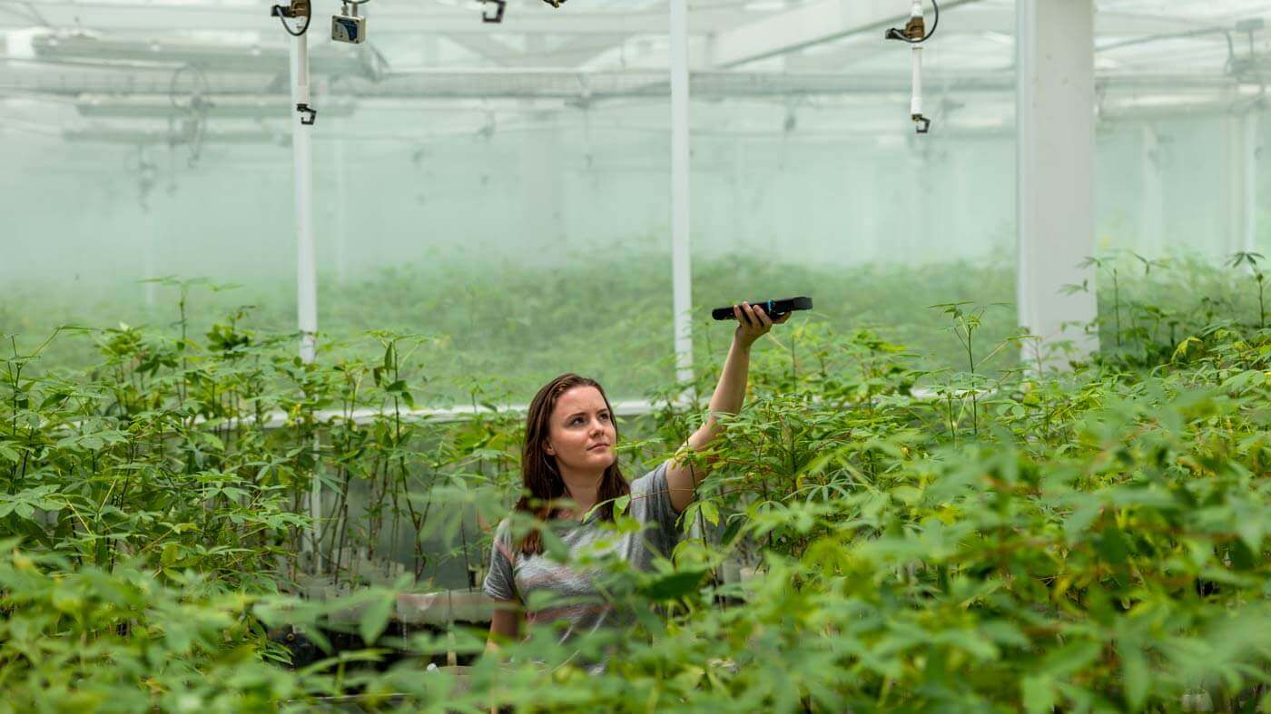 LI-180 in greenhouse